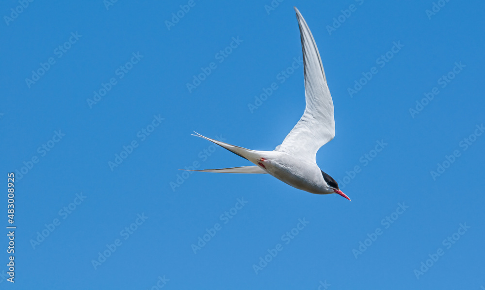 Fototapeta premium Arctic Tern (Sterna paradisaea) in Barents Sea coastal area, Russia