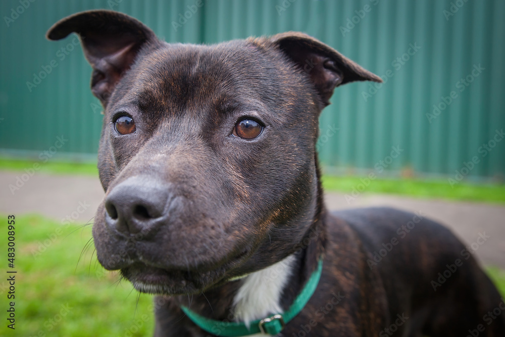 A clean and healthy dog looking to play with anyone who wants to join in. A clean and healthy dog looking to play with anyone who wants to join in.