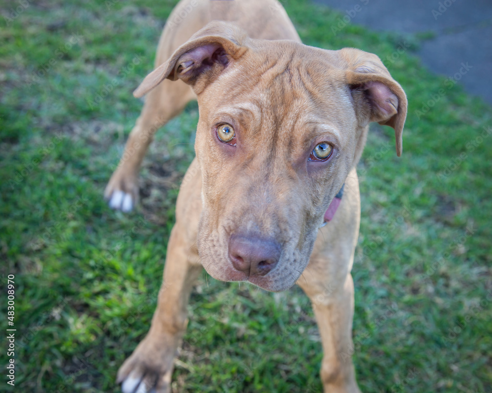 A clean and healthy dog looking to play with anyone who wants to join in. A clean and healthy dog looking to play with anyone who wants to join in.