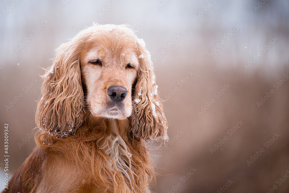 portrait of a cocker wih closed eyes portrait of a cocker wih closed eyes