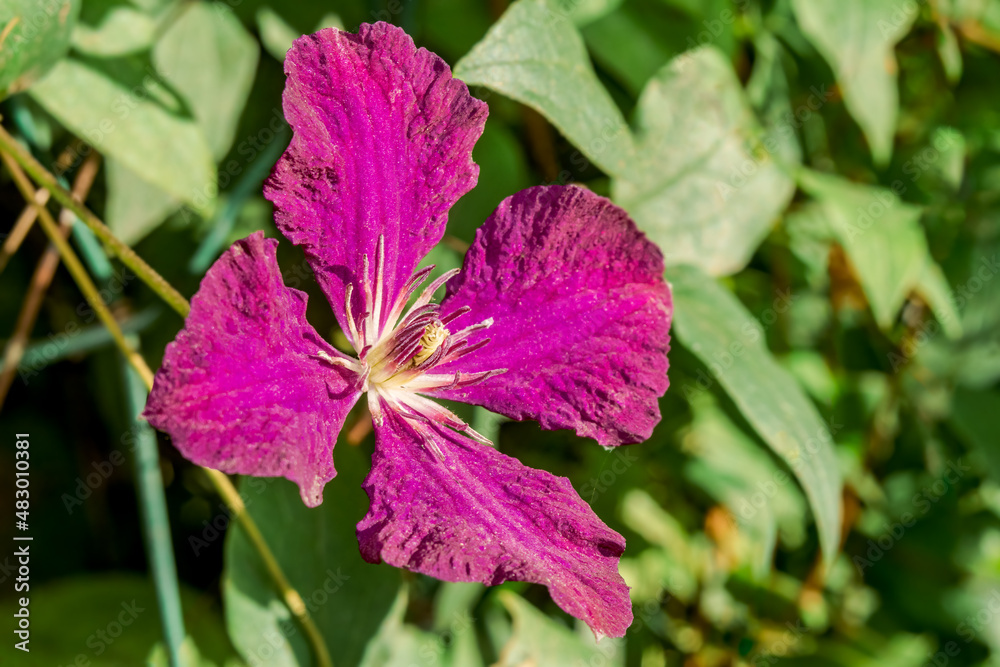 Large-Flowered Clematis (Clematis x jackmanii) in garden Large-Flowered Clematis (Clematis x jackmanii) in garden