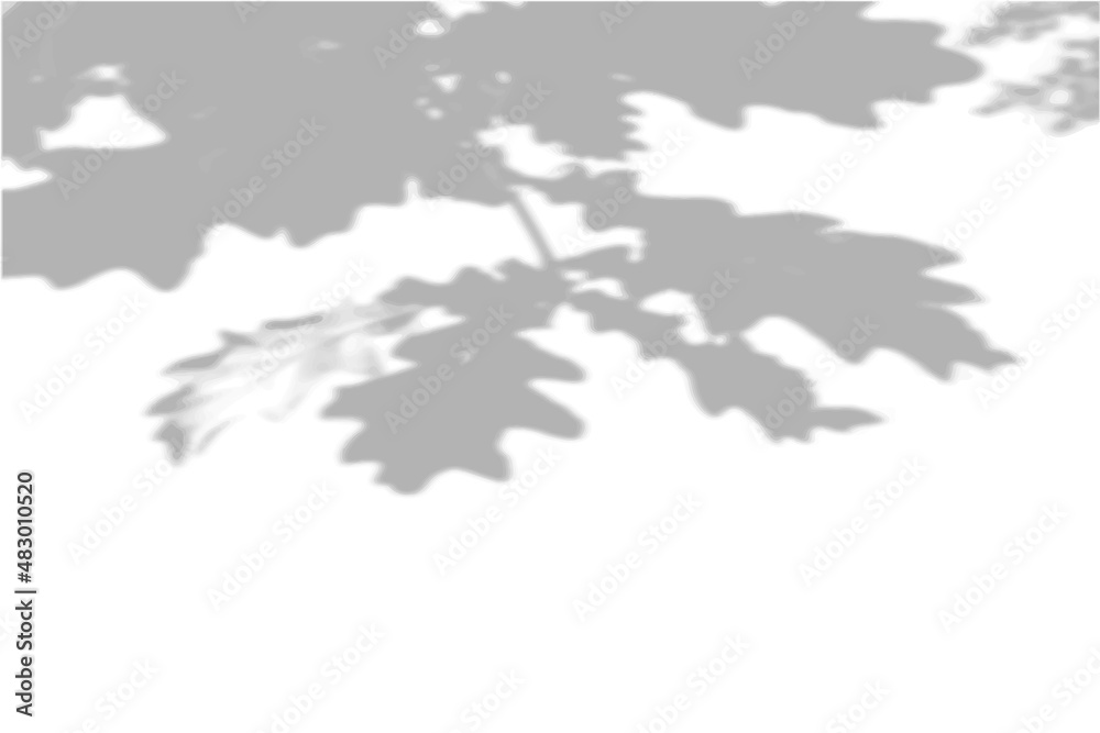 Summer background shadows from the foliage of a tree oak on a white wall. White and black background for overlay on mockup Summer background shadows from the foliage of a tree oak on a white wall. White and black background for overlay on mockup
