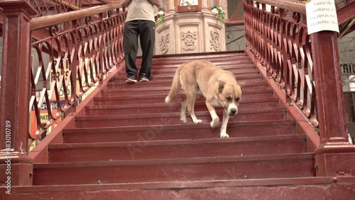 Dog and person walking down stairs photo