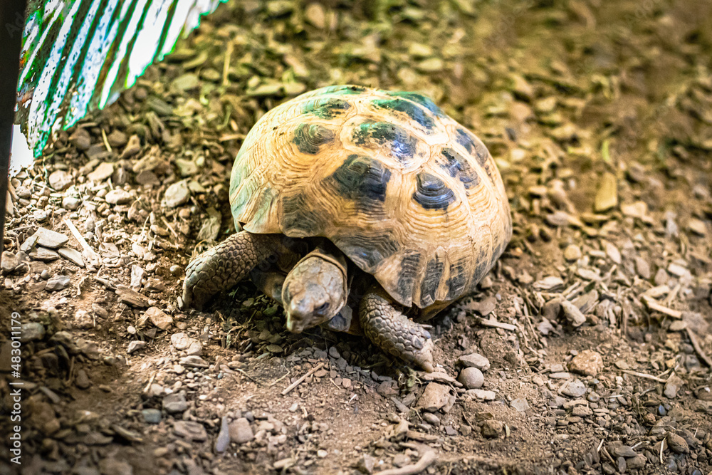 カメ カメ