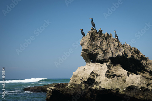 birds on a rock