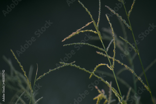 grass in the wind