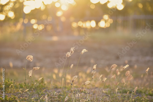 grass