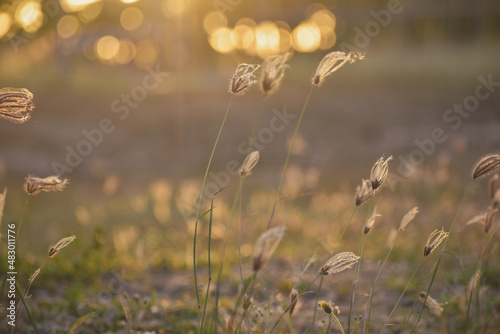grass in the wind