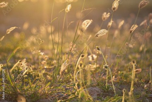 grass in the wind