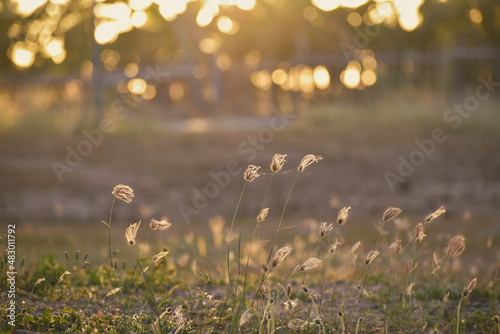 autumn leaves in the grass