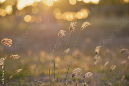 grass in the wind