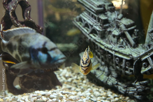 Live fish in the aquarium