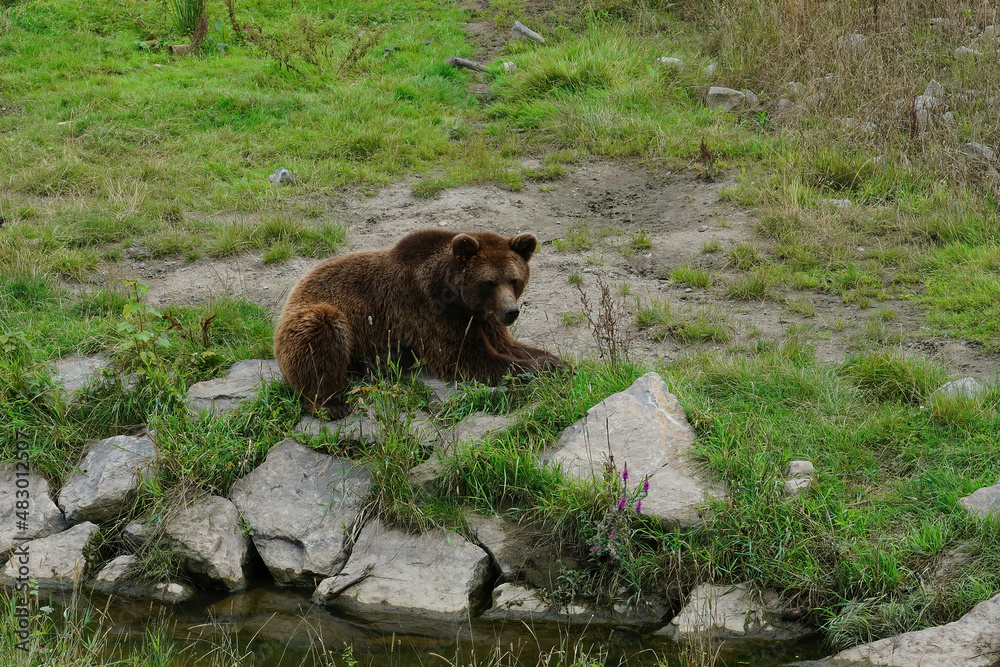 Fototapeta premium Closeup on an adult brown bear, Ursus arctos on green grass