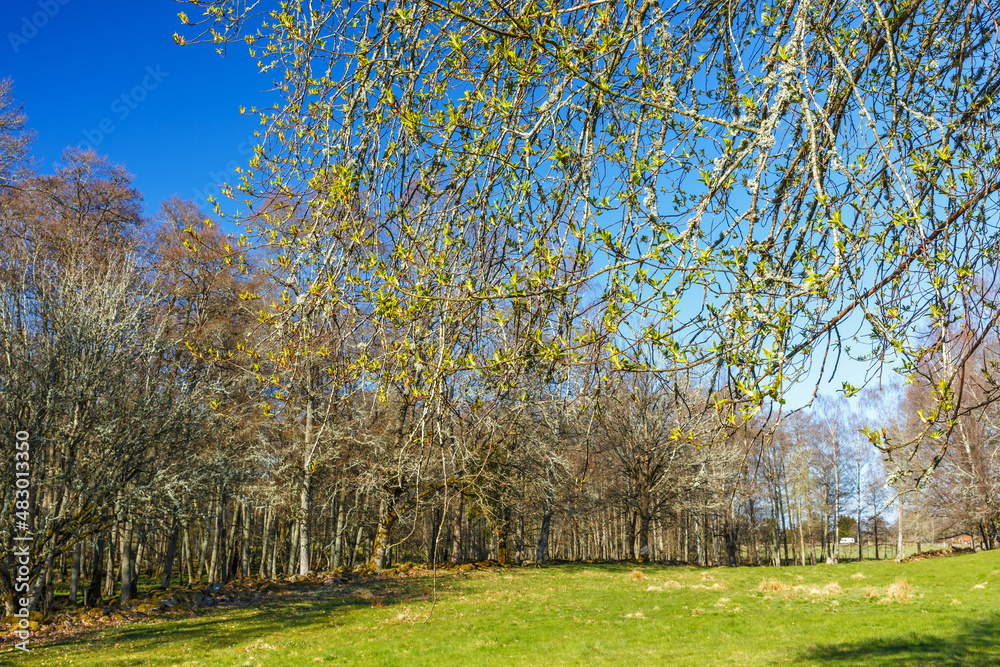 Leaf budding in a beautiful spring landscape Leaf budding in a beautiful spring landscape