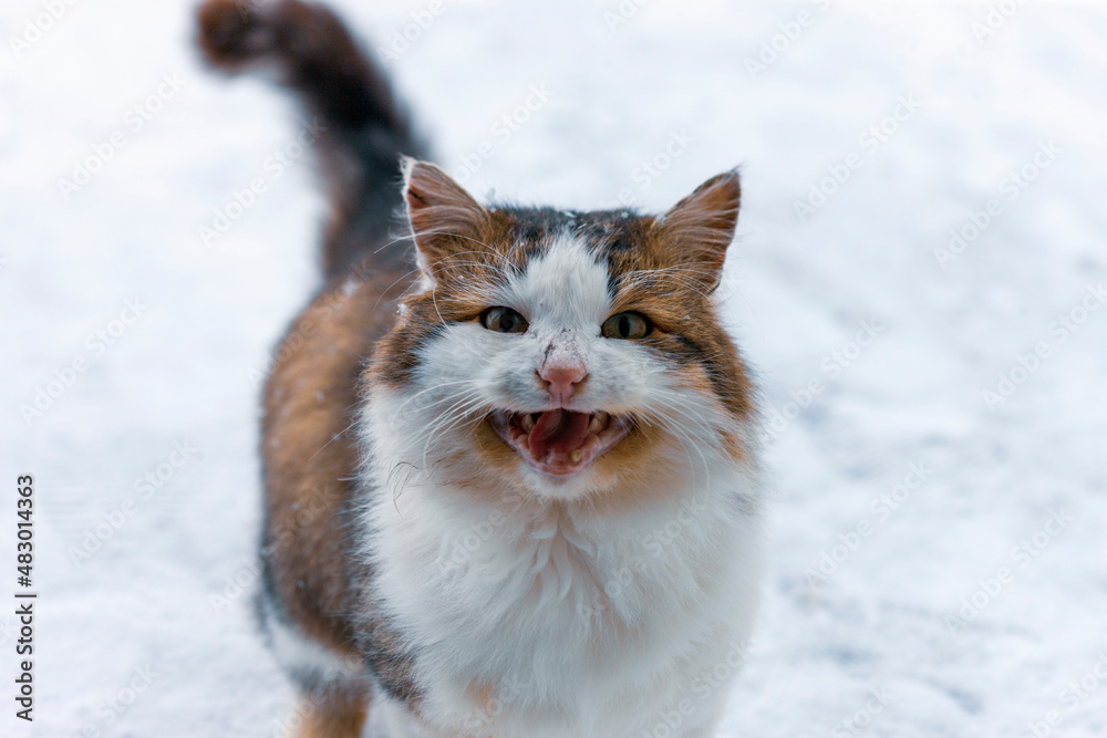 Fototapeta premium meowing aged cat