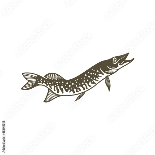 Pike fish silhouette vector illustration. Design for fishing club or team as well as seafood