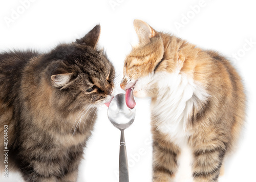 Two cats licking yogurt from spoon face to face. Close up. A cute female torbi kitty and a female senior tabby cat with pink tongues sticking out while licking. Selective focus. Isolated on white. photo