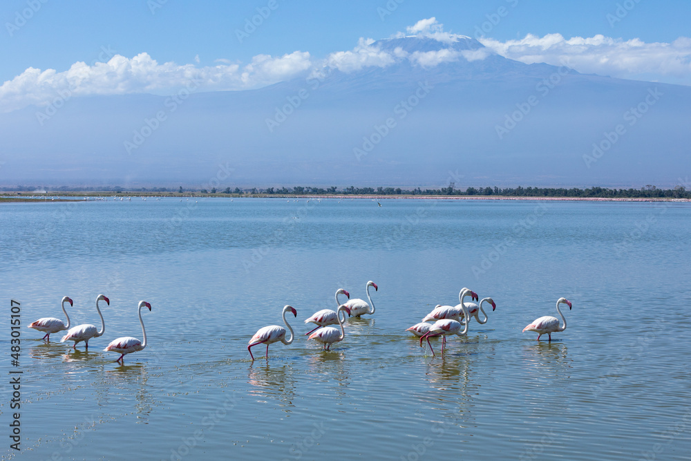 Both lesser and greater flamingos walk in the lake, Amboseli National Park, Kenya