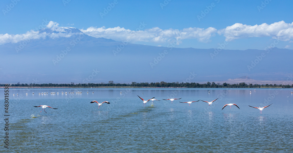 Flamingos flying barely touching the water, Amboseli National Park, Kenya