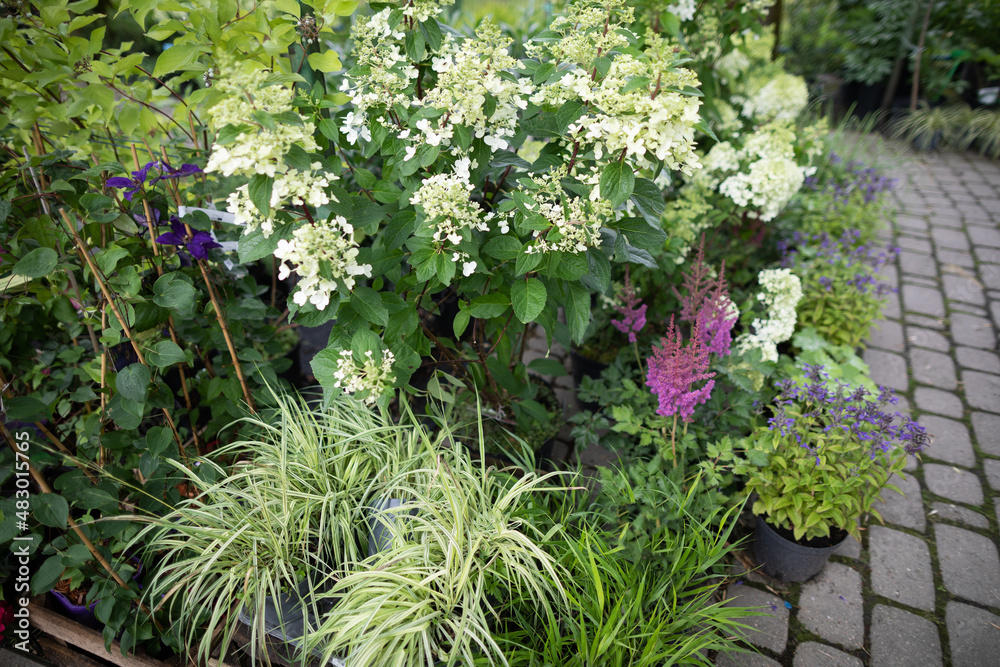 White hydrangea flowers in cuttings at the garden store. Flowering plant. White hydrangea flowers in cuttings at the garden store. Flowering plant.