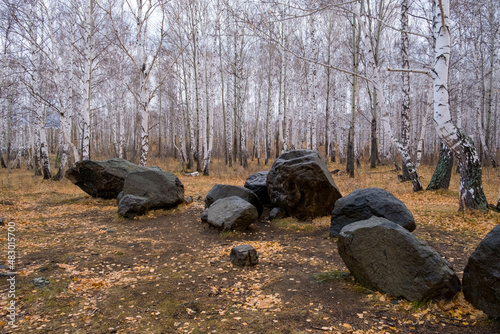 Russia. Southern Urals. Autumn birch forest with a bunch of large stones in the foreground. Beautiful landscape of an autumn forest with bare birch branches and fallen yellow foliage