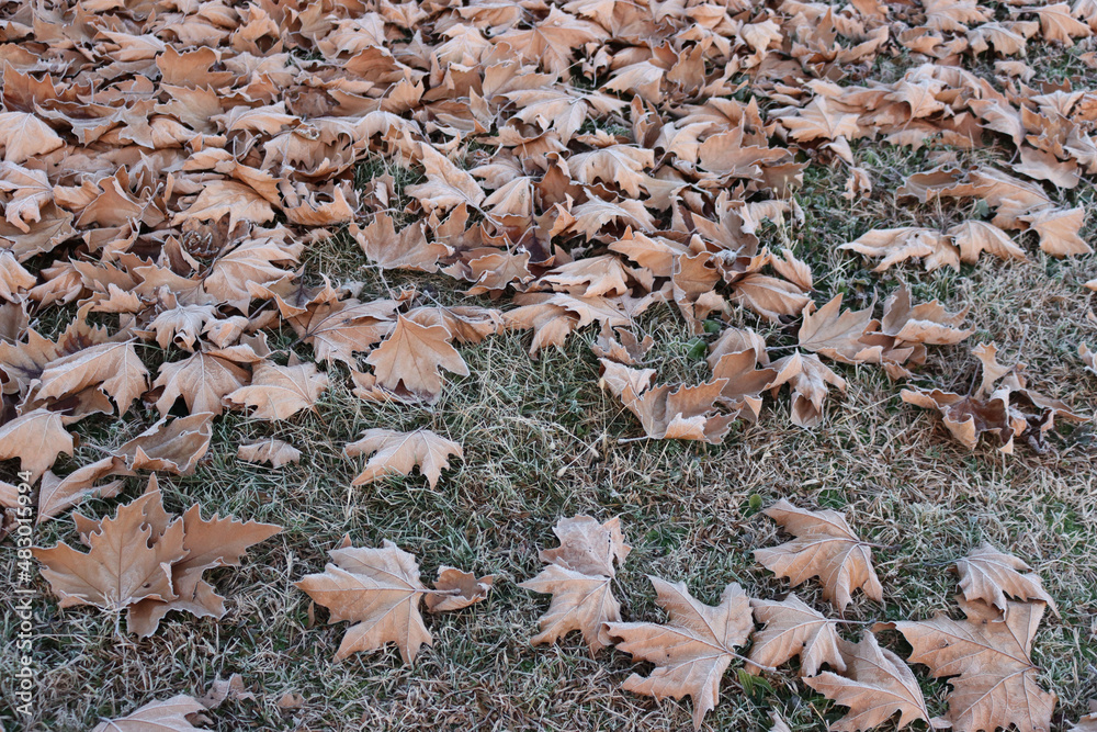 Dry Plane tree brown leaves covered by frost on green grass in the garden . Platanus occidentalis tree on winter Dry Plane tree brown leaves covered by frost on green grass in the garden . Platanus occidentalis tree on winter