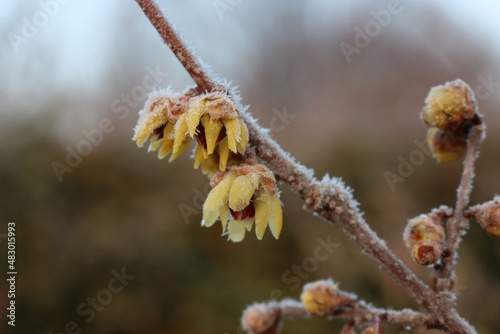 Frost on flowering Chimonanthus praecox or Calycanthus in the garden. Wintersweet bush with yellow flowers on winter  photo