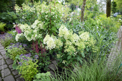 White hydrangea flowers in cuttings at the garden store. Flowering plant.