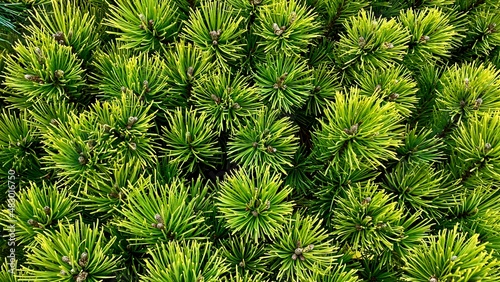 close up of green pine needles