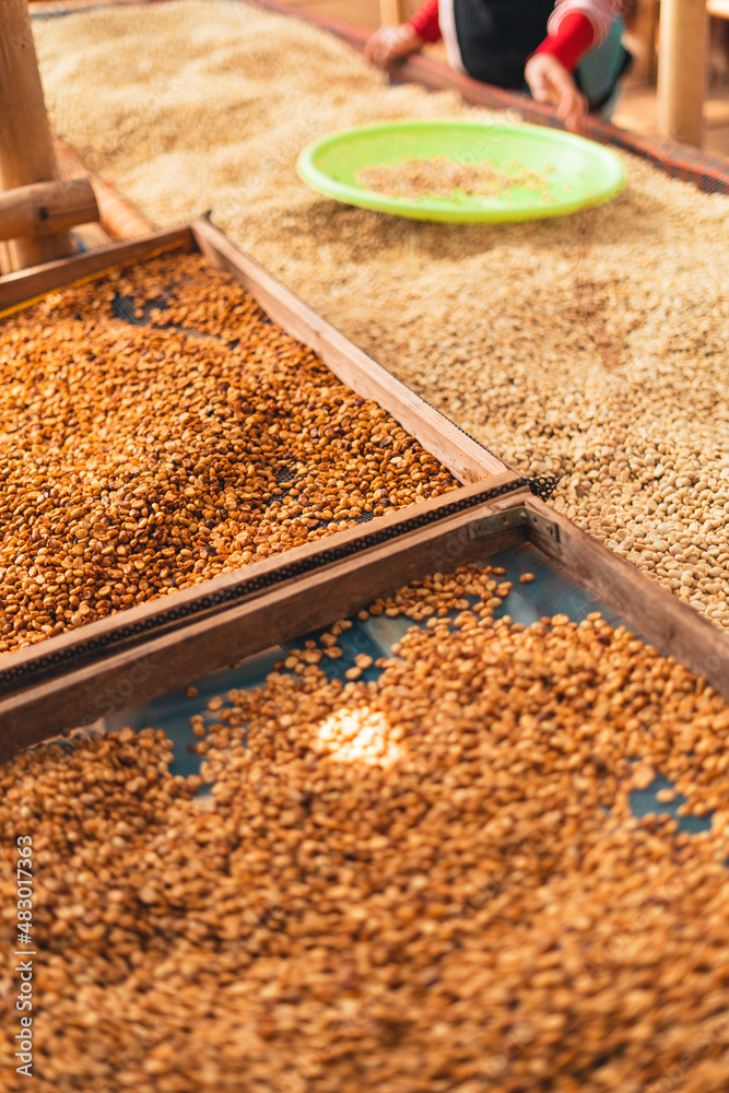 Coffee beans are dried in the greenhouse. Coffee beans are dried in the greenhouse.