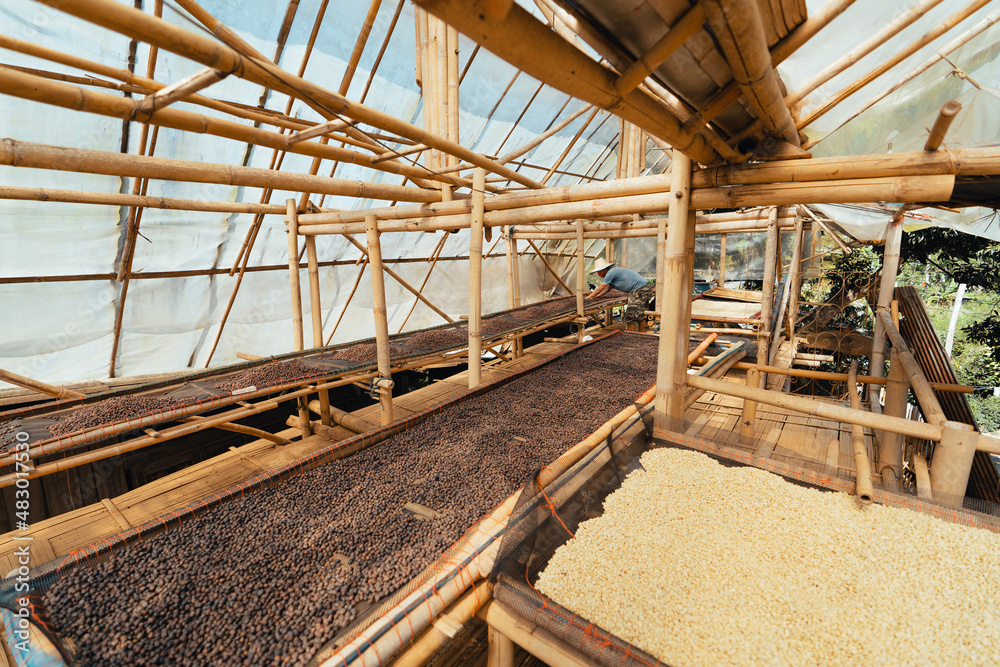 Coffee beans are dried in the greenhouse. Coffee beans are dried in the greenhouse.