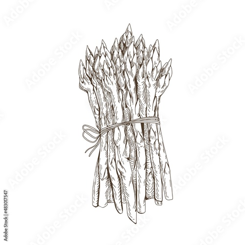 Outlined green asparagus sprouts bundle. Engraved vintage drawing of food plant bunch tied with twine. Sparrowgrass stems in retro style. Hand-drawn vector illustration isolated on white background