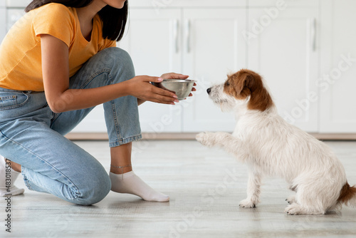 Photographie Fluffy dog waiting for food, unrecognizable woman feeding pet