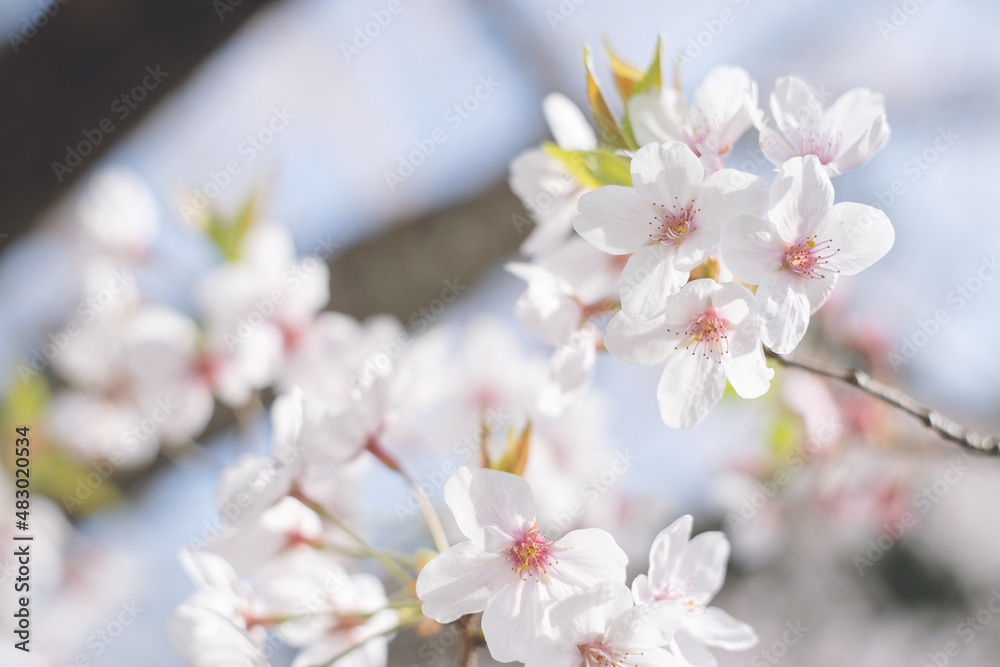 ソメイヨシノの桜の花が満開 春のお花見スポット 日本九州福岡県久留米市 ソメイヨシノの桜の花が満開 春のお花見スポット 日本九州福岡県久留米市