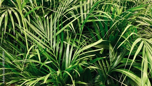 close up of palm leaves