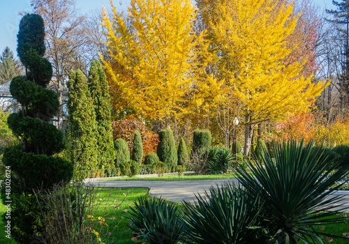 Topiary art in park design. Sheared Thuja occidentalis Smaragd Variegata in the autumn park of the resort town of Goryachy Klyuch. Close-up. An evergreen landscape park. Nature concept for design. photo