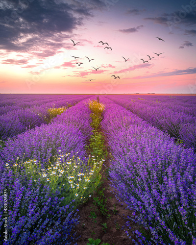 Lavender fields during sunset