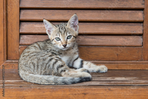 Tabby cat with green eyes © opasstudio