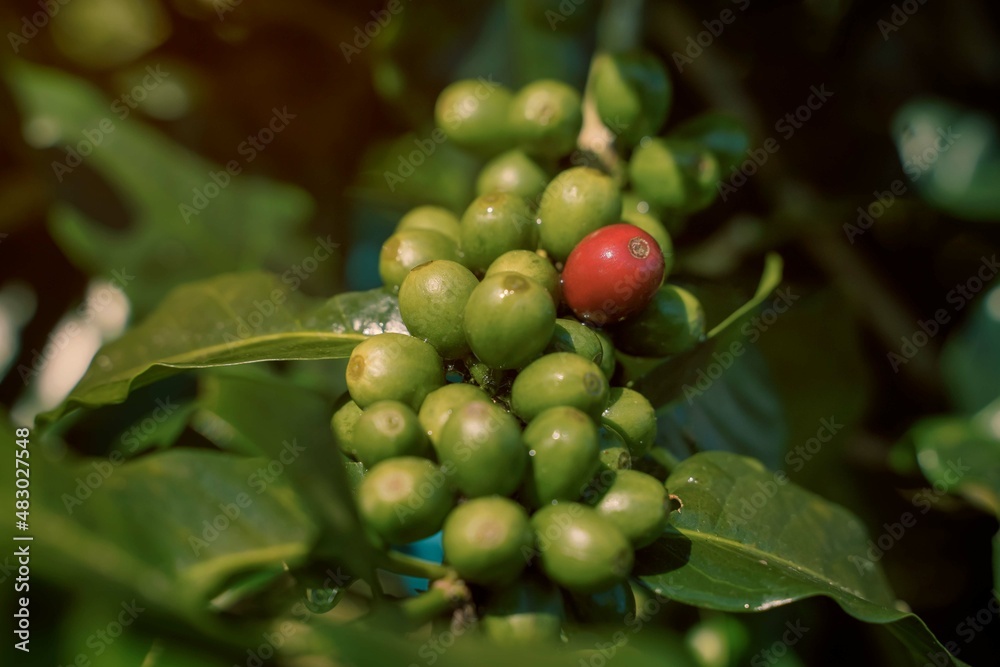 Close-up of red arabica coffee beans1 with green coffee beans surrounding them. Ripe on cuttings planted on highlands in northern Thailand.