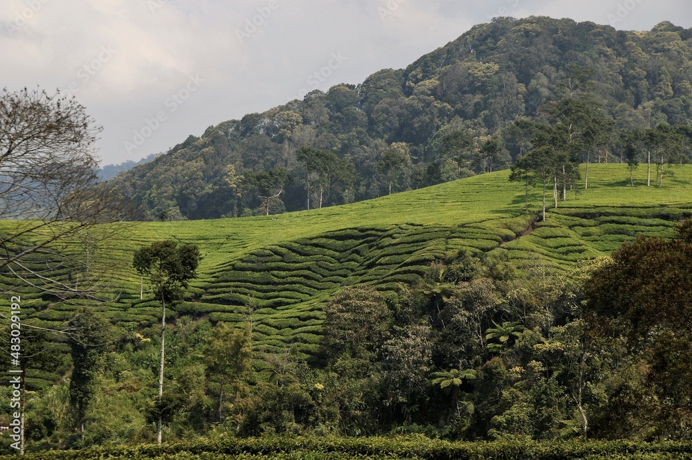 Beautiful Green Tea Plantation Landscape in Indonesia