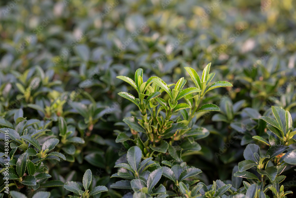 Texture, background of a green, flowering boxwood bush with round leaves close-up. Garden plant Buxus Texture, background of a green, flowering boxwood bush with round leaves close-up. Garden plant Buxus