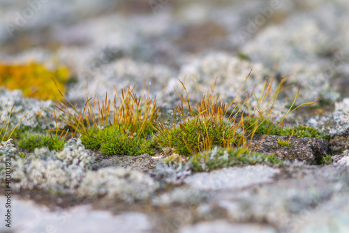 Biodiversity and Symbiosis between fungi - mossy- lichen,natural biology.Photosynthesis,winter in Italy. © Raksanstudio