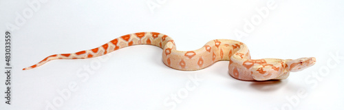 Red-tailed boa // Abgottschlange (Boa constrictor) - Albino