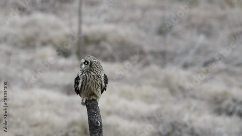 Owl that turns its head