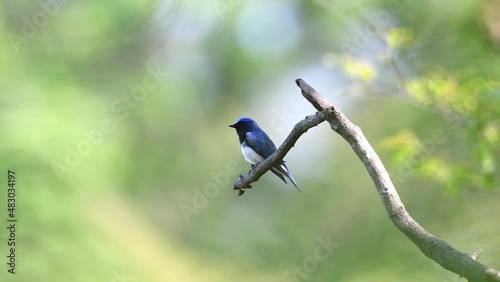 A blue and beautiful lapis lazuli wild bird