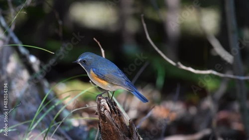 A blue and beautiful lapis lazuli wild bird