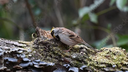 Wild birds competing for food