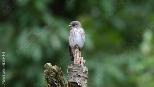 A wild bird with a beautiful belly pattern