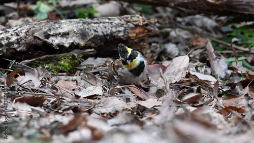 A cute wild bird cleaning the fallen leaves