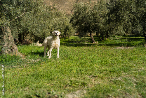 Perro en el campo en uan ruta verde de andalucia